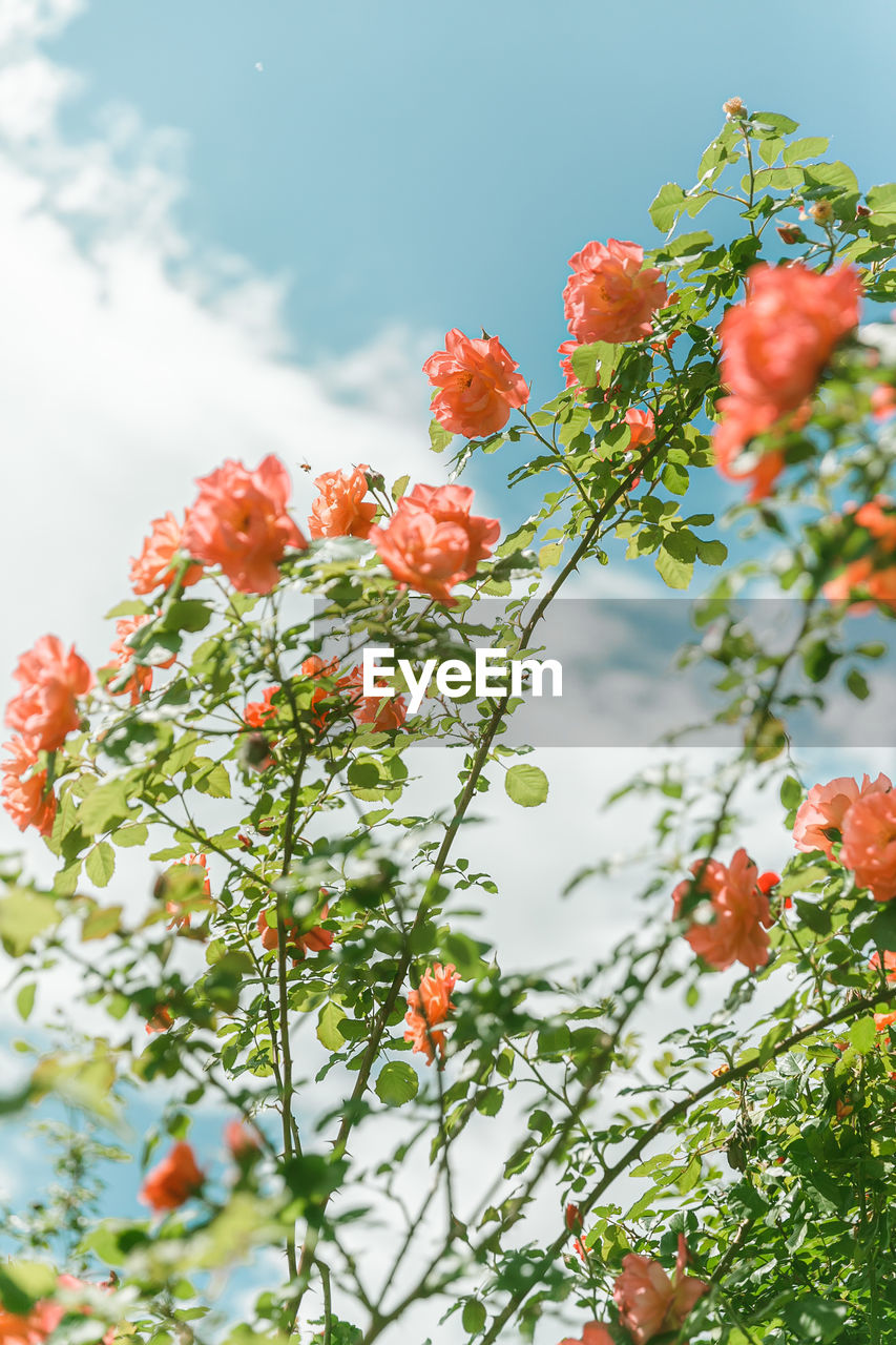 plant, nature, flower, blossom, beauty in nature, freshness, flowering plant, sky, growth, food, food and drink, tree, no people, fruit, red, cloud, outdoors, healthy eating, day, branch, leaf, plant part, close-up, low angle view, summer, environment, wildflower, springtime, landscape, sunlight