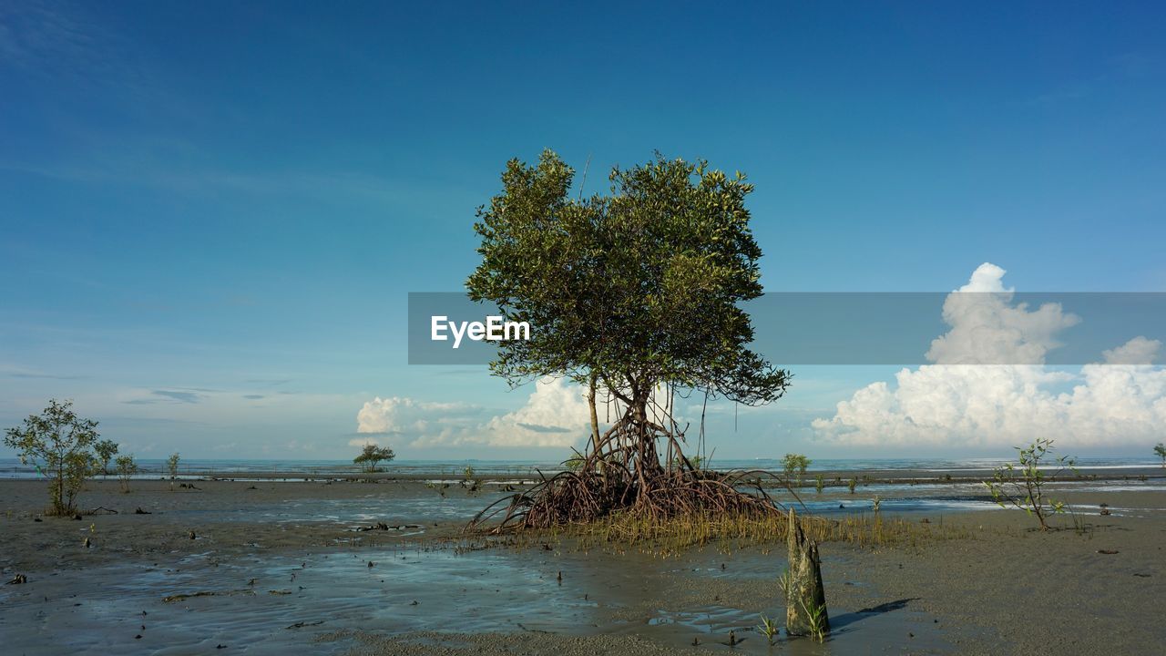 TREES ON BEACH AGAINST BLUE SKY