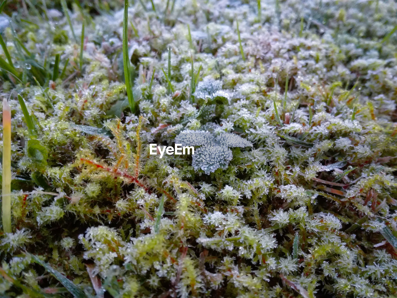 Close-up of snow on plant