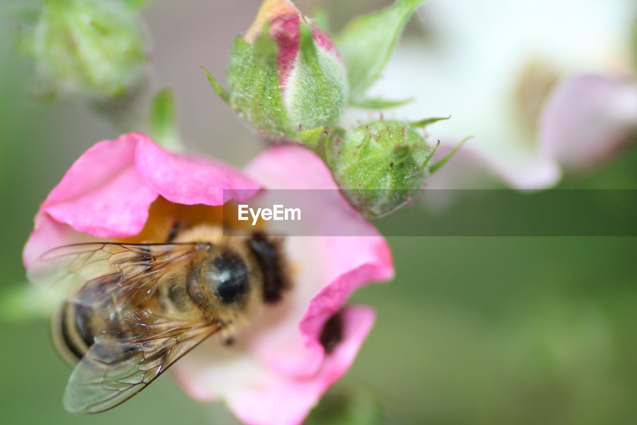 CLOSE-UP OF BEE ON FLOWER