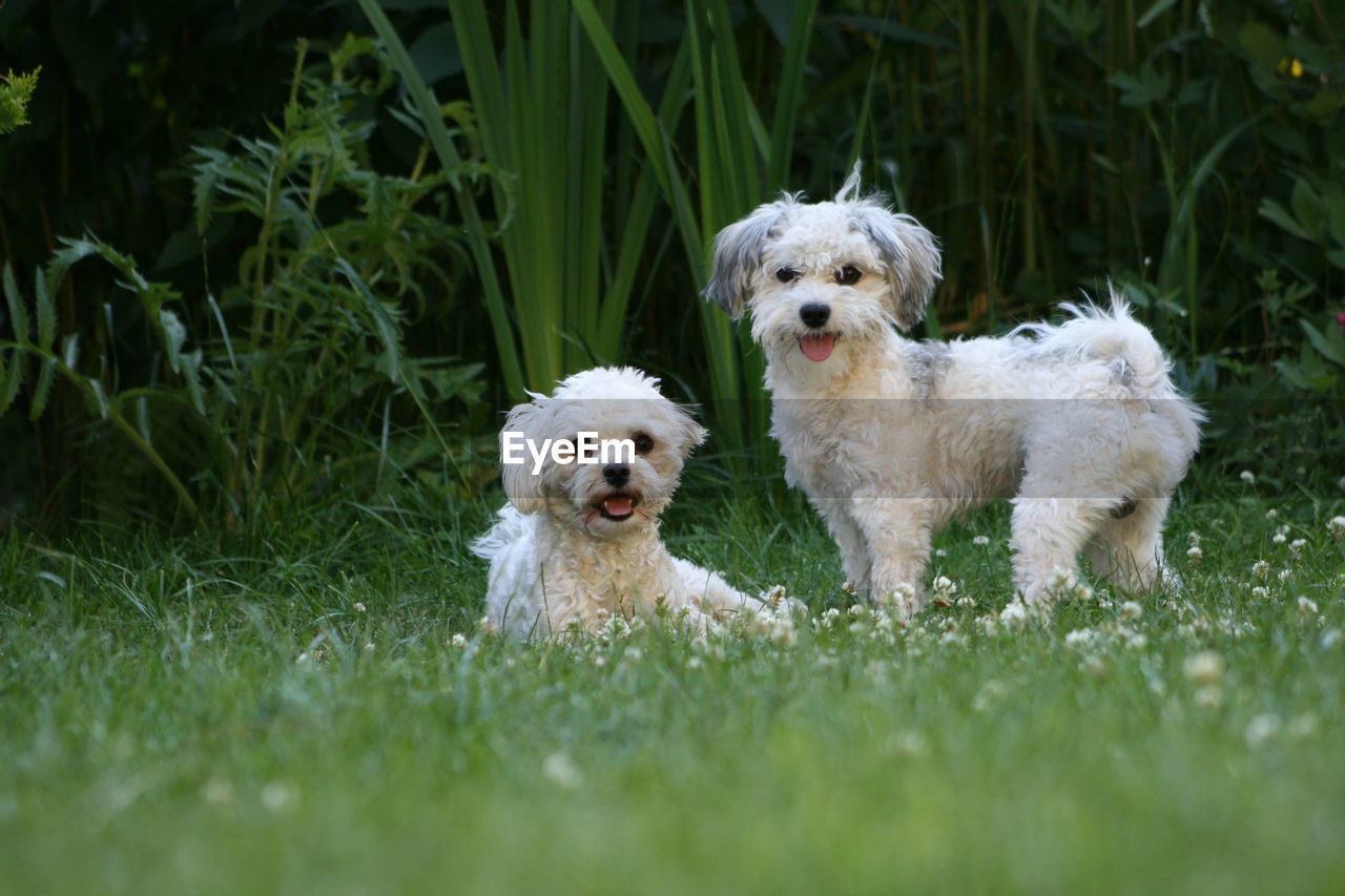 Portrait of dog on field