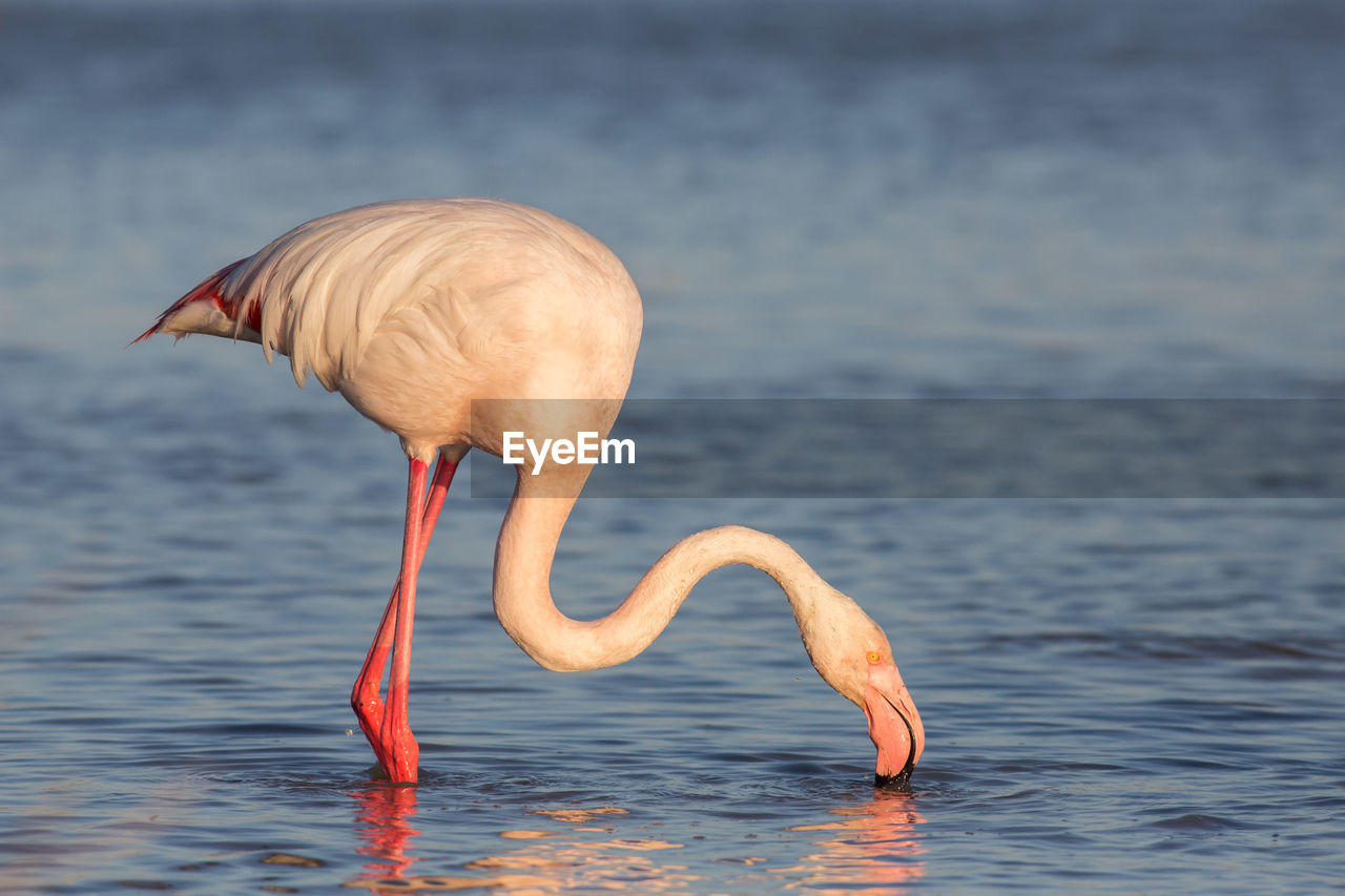 Close-up of flamingo drinking water in lake