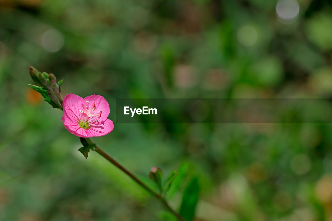 Close-up of pink flower blooming outdoors