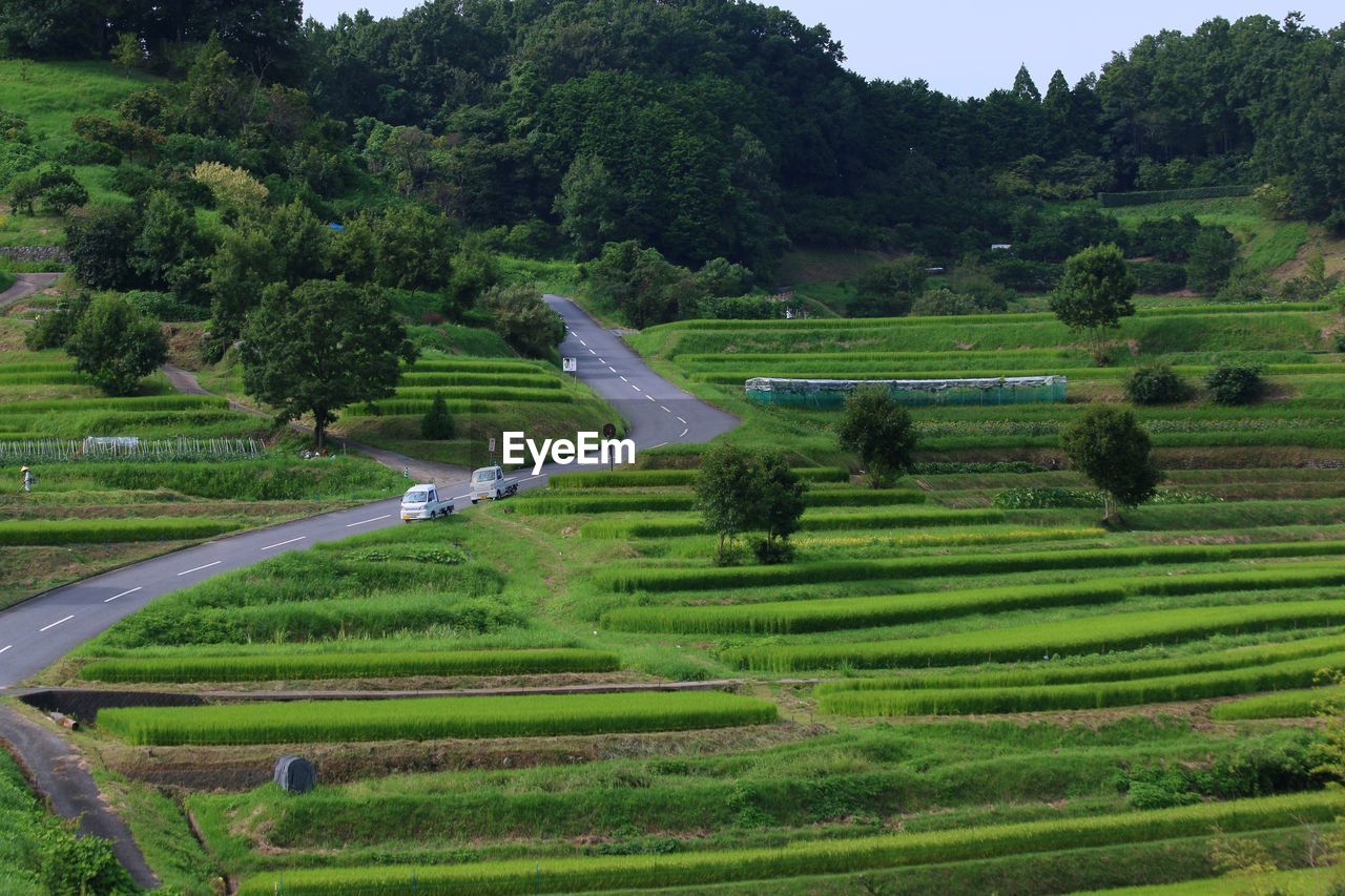 Trees on grassy field