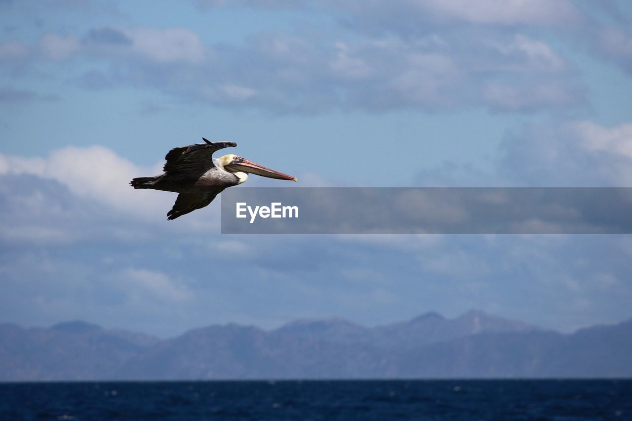 SEAGULL FLYING IN THE SEA