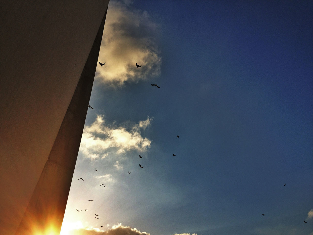 Low angle view of birds flying against sky