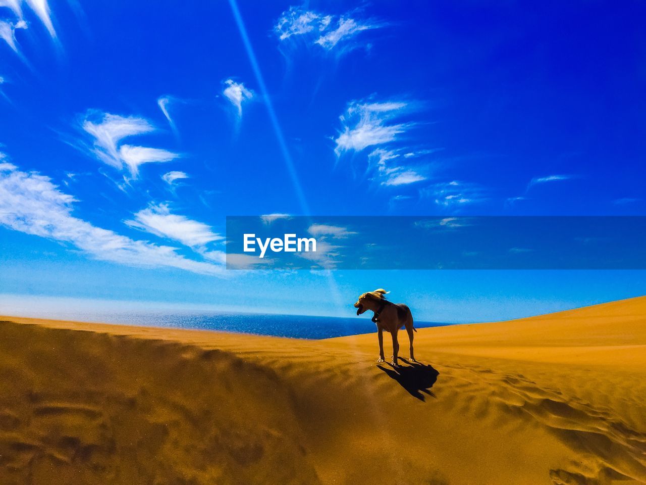 Dog on sand dune against blue sky