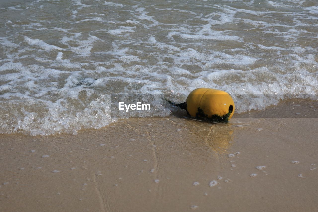 sand, water, beach, land, sea, sports, nature, wave, motion, high angle view, no people, shore, day, outdoors, animal, water sports, animal themes, animal wildlife