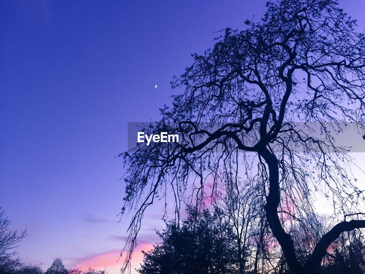 Low angle view of bare trees against sky at dusk