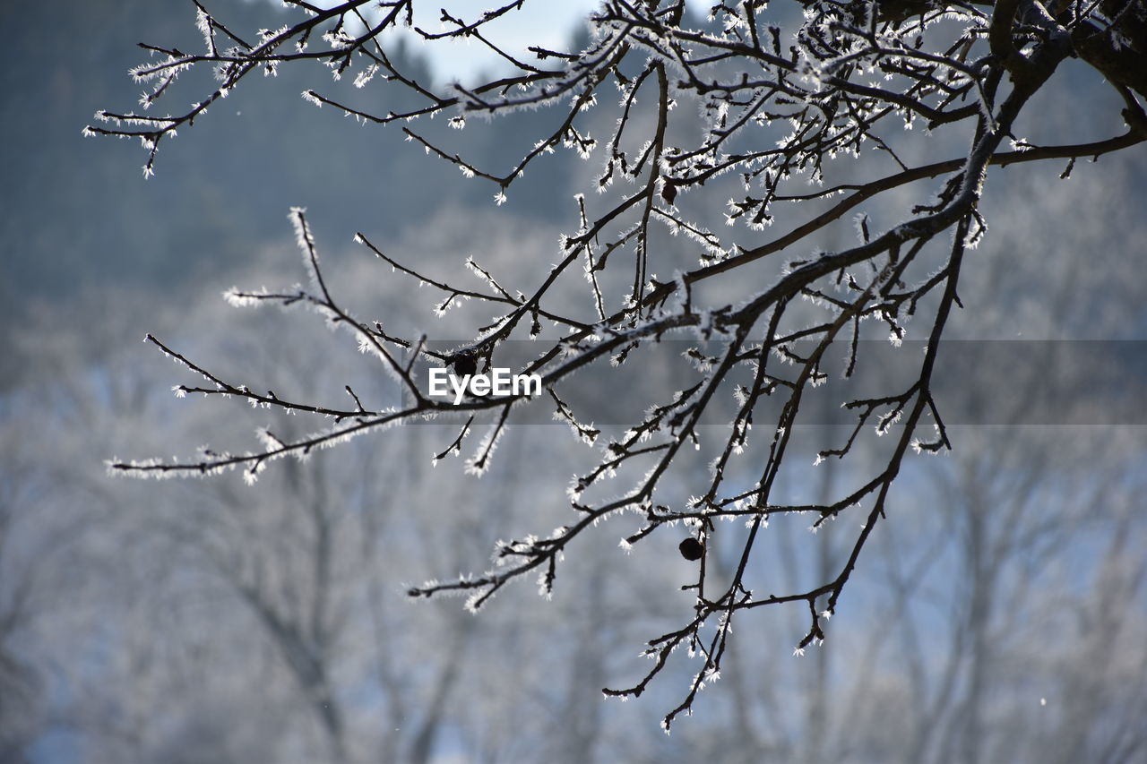 CLOSE-UP OF SNOW COVERED BARE TREE