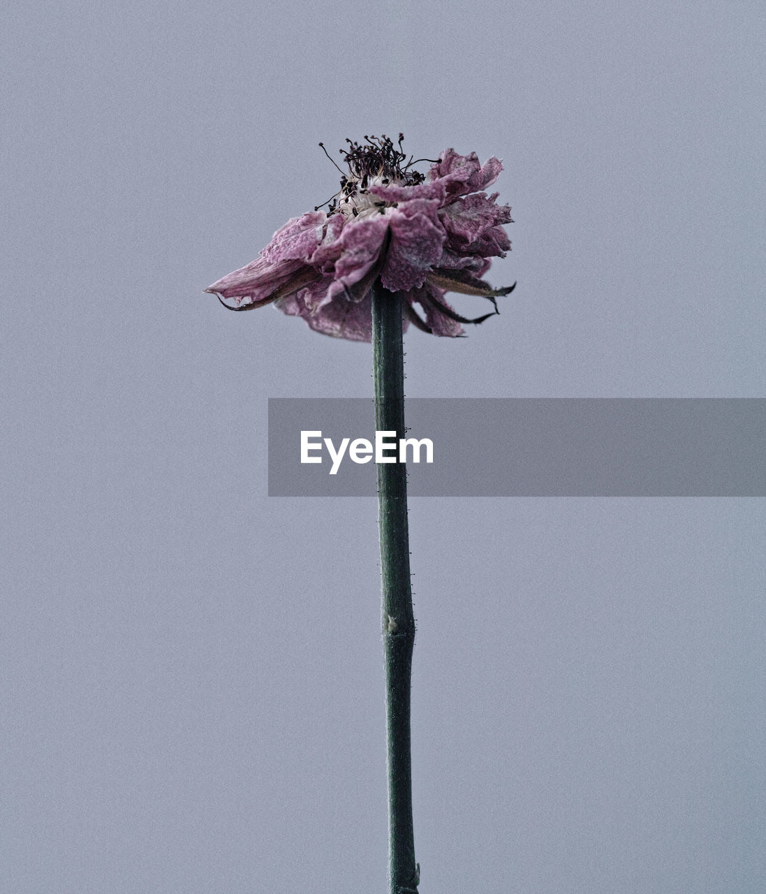 Close-up of dead flower against white background