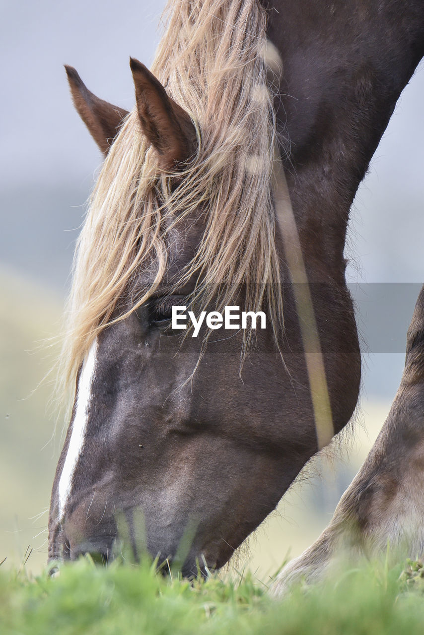 Close-up of horse grazing on field