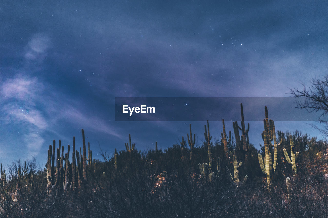 Low angle view of cactus against sky at night