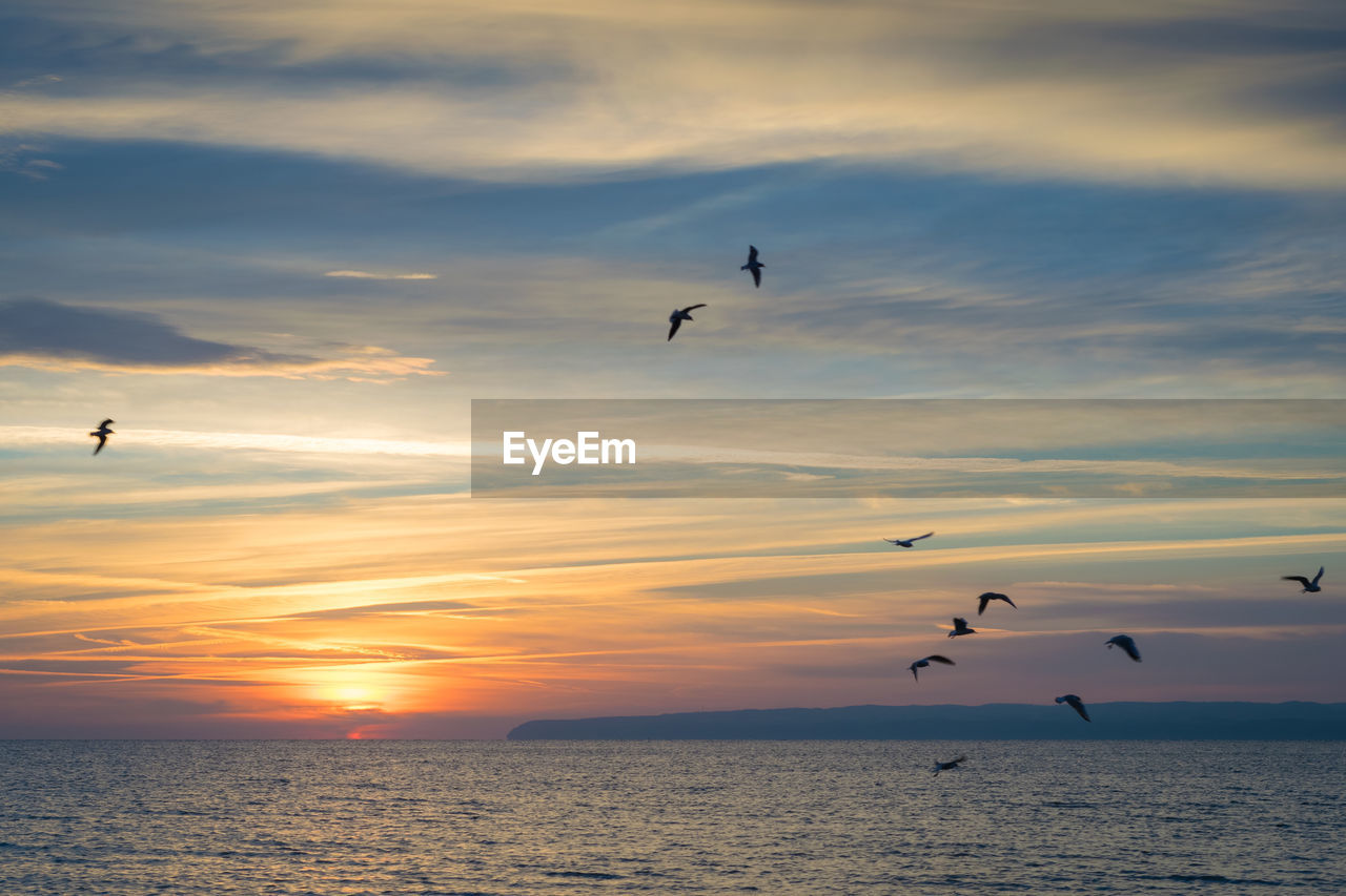 SILHOUETTE BIRDS FLYING OVER SEA DURING SUNSET