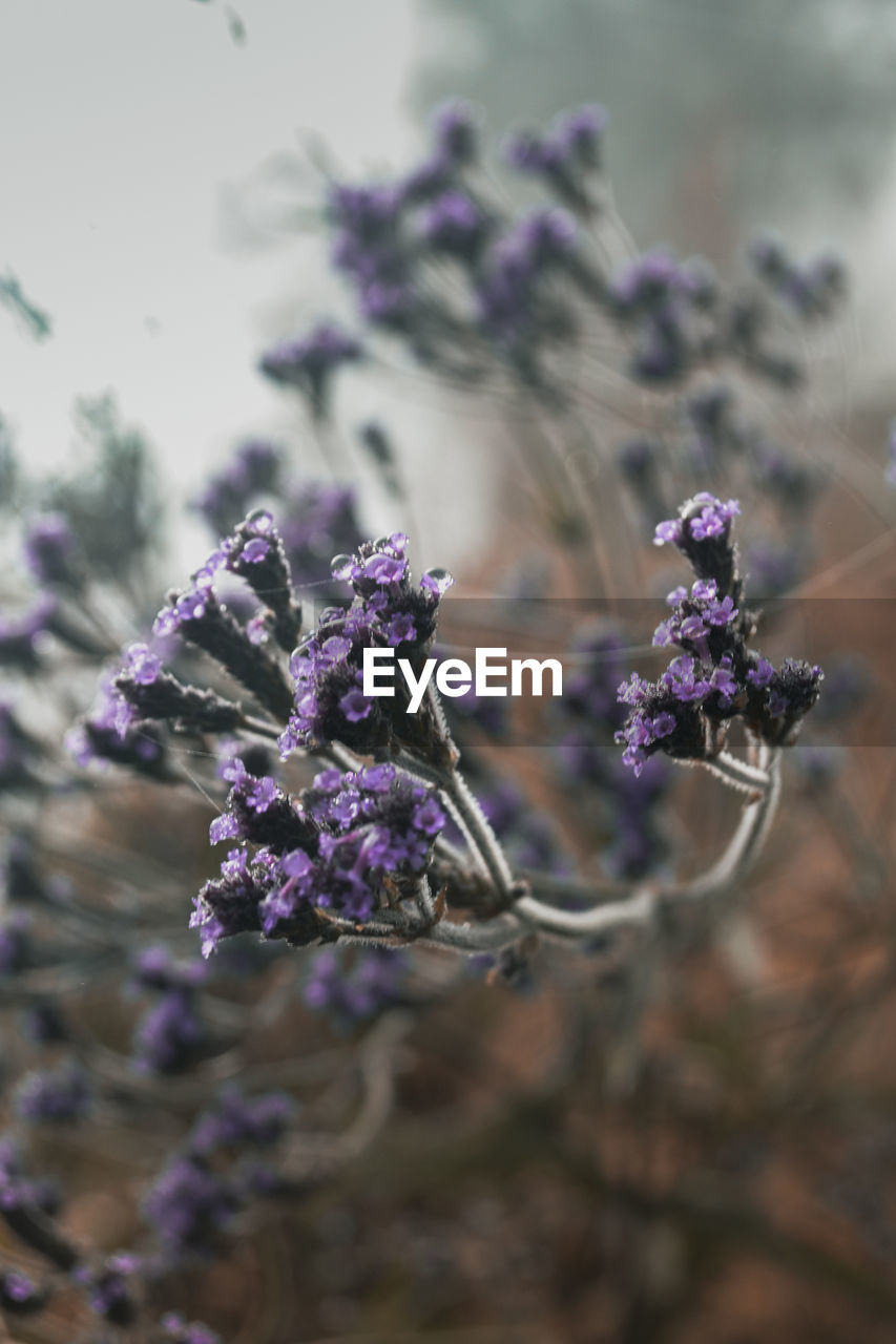 CLOSE-UP OF PURPLE FLOWER