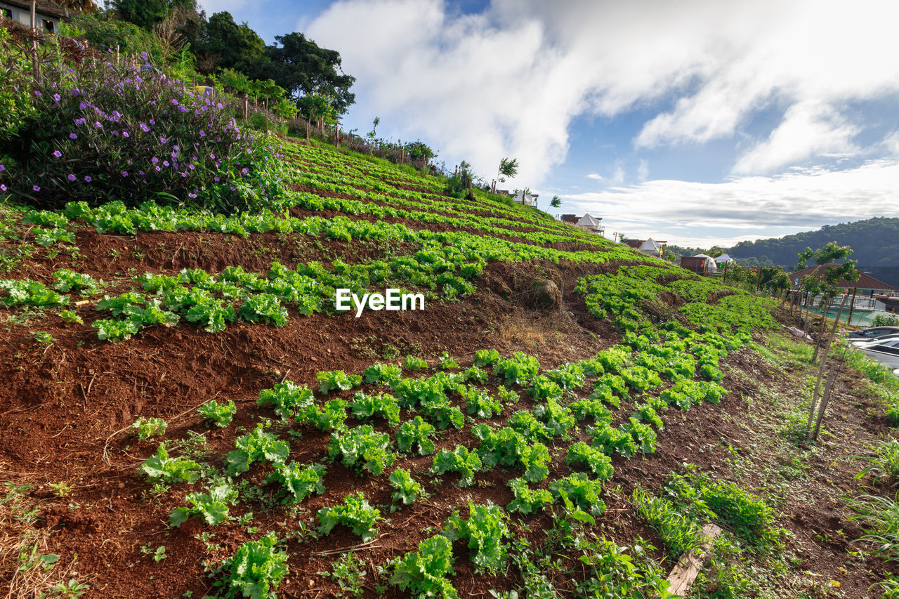 Vegetable field on slope area, agriculture field on highland, mon jam, chiang mai