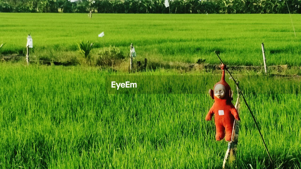 VIEW OF FARM IN FIELD