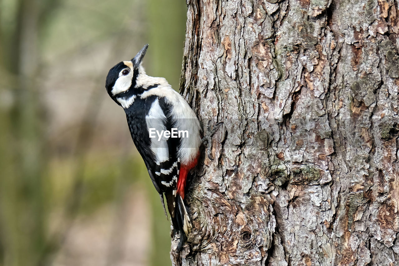 CLOSE-UP OF A BIRD PERCHING ON TREE