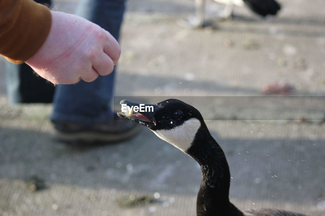 Cropped hand feeding canada goose