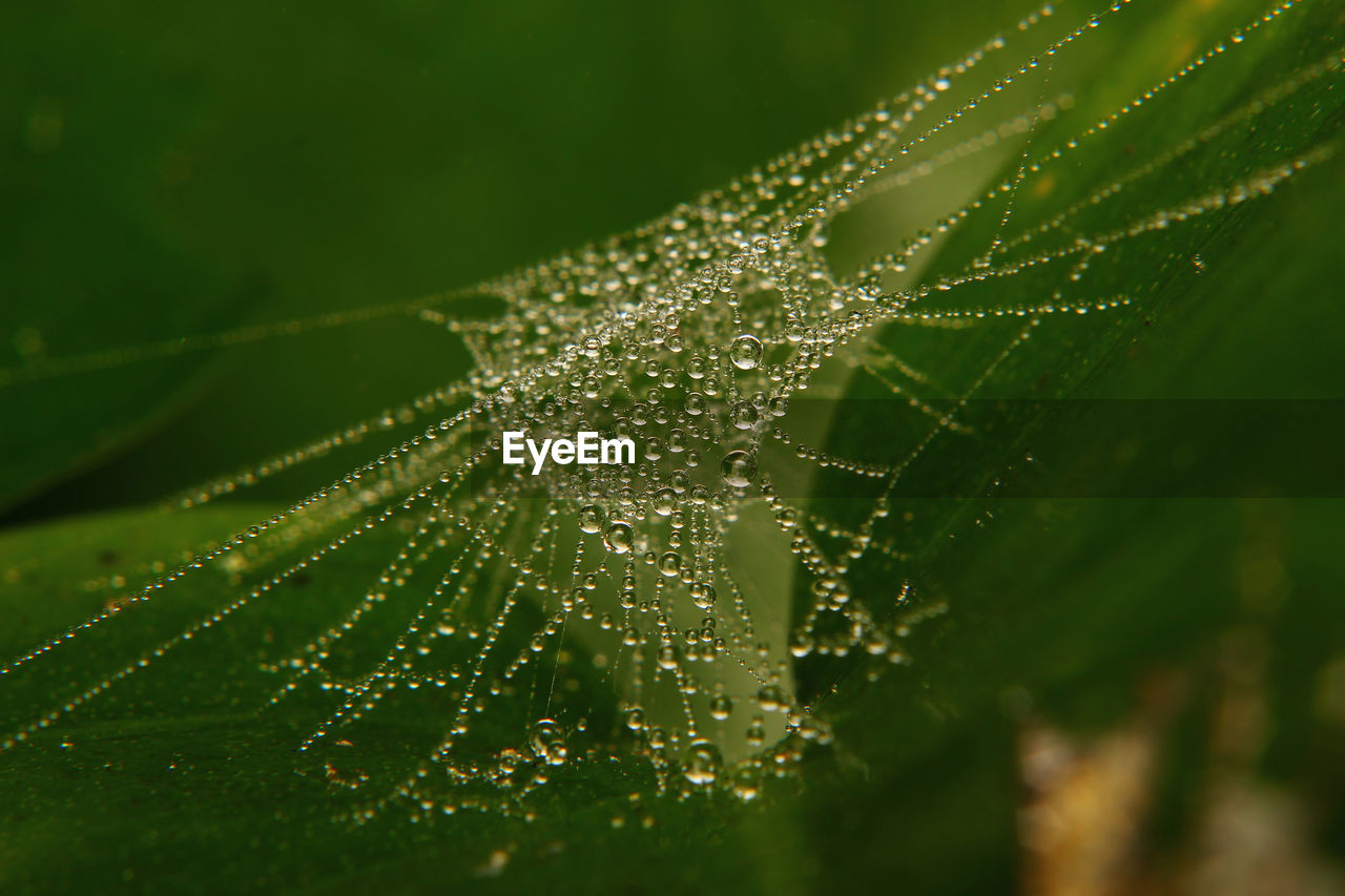 Close-up of wet spider web