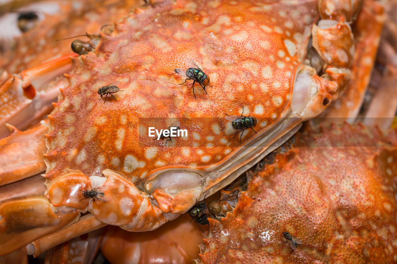 High angle view of crab for sale in market