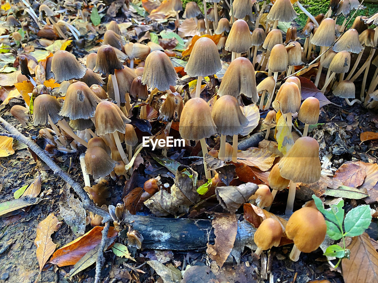 autumn, land, nature, plant, no people, beauty in nature, leaf, growth, day, mushroom, plant part, fungus, field, flower, high angle view, vegetable, outdoors, woodland, forest, tree, fragility, abundance, close-up, dry, food, tranquility