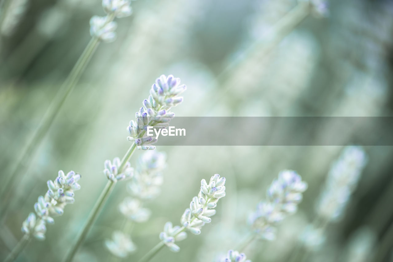 Close-up of purple flowering plant