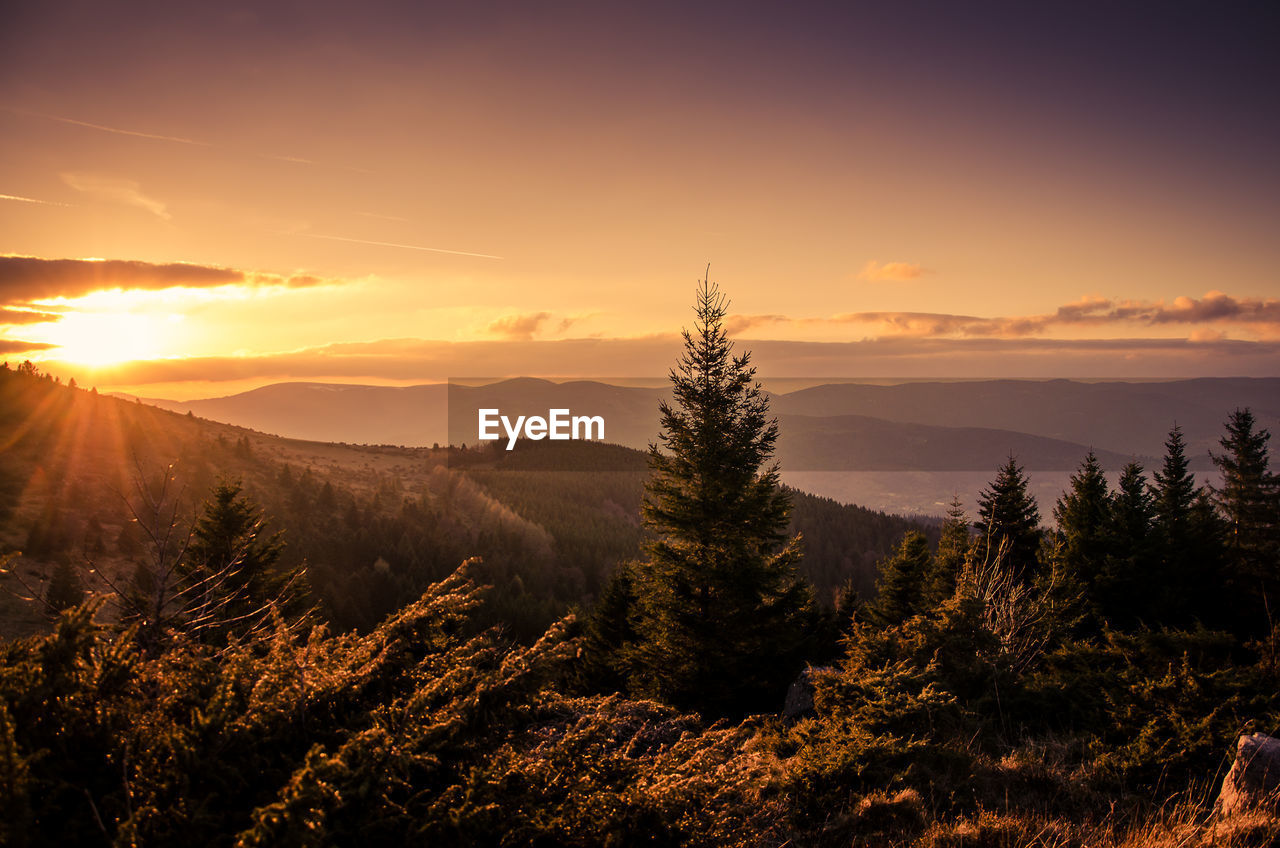 Pine trees in forest during sunset