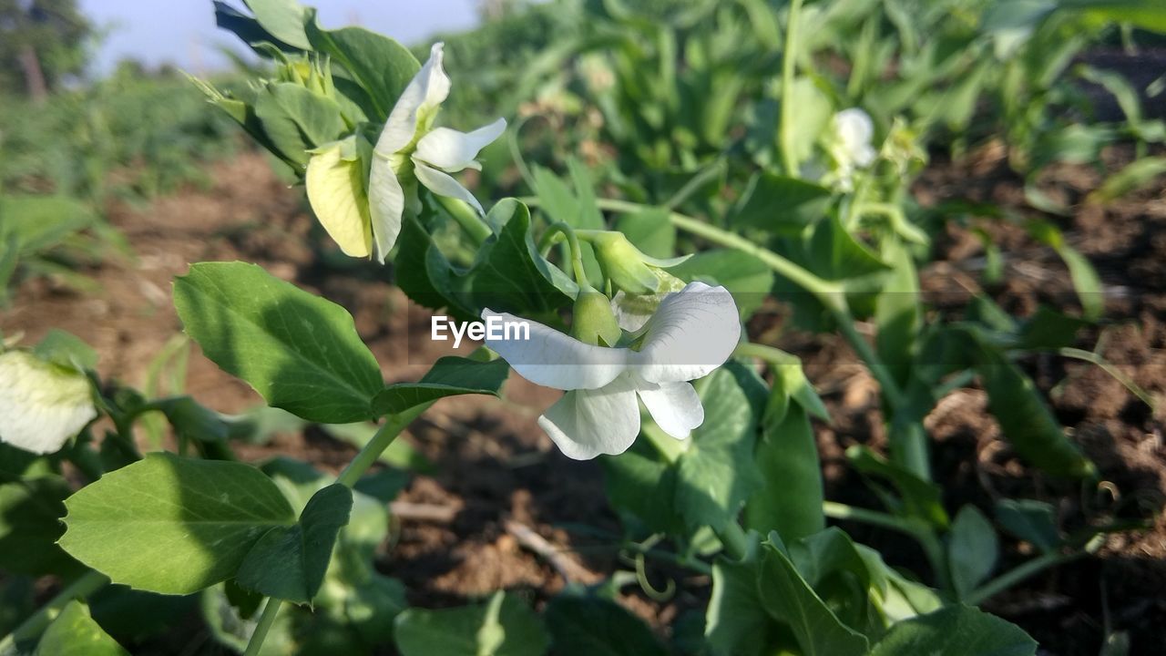 CLOSE-UP OF WHITE FLOWER