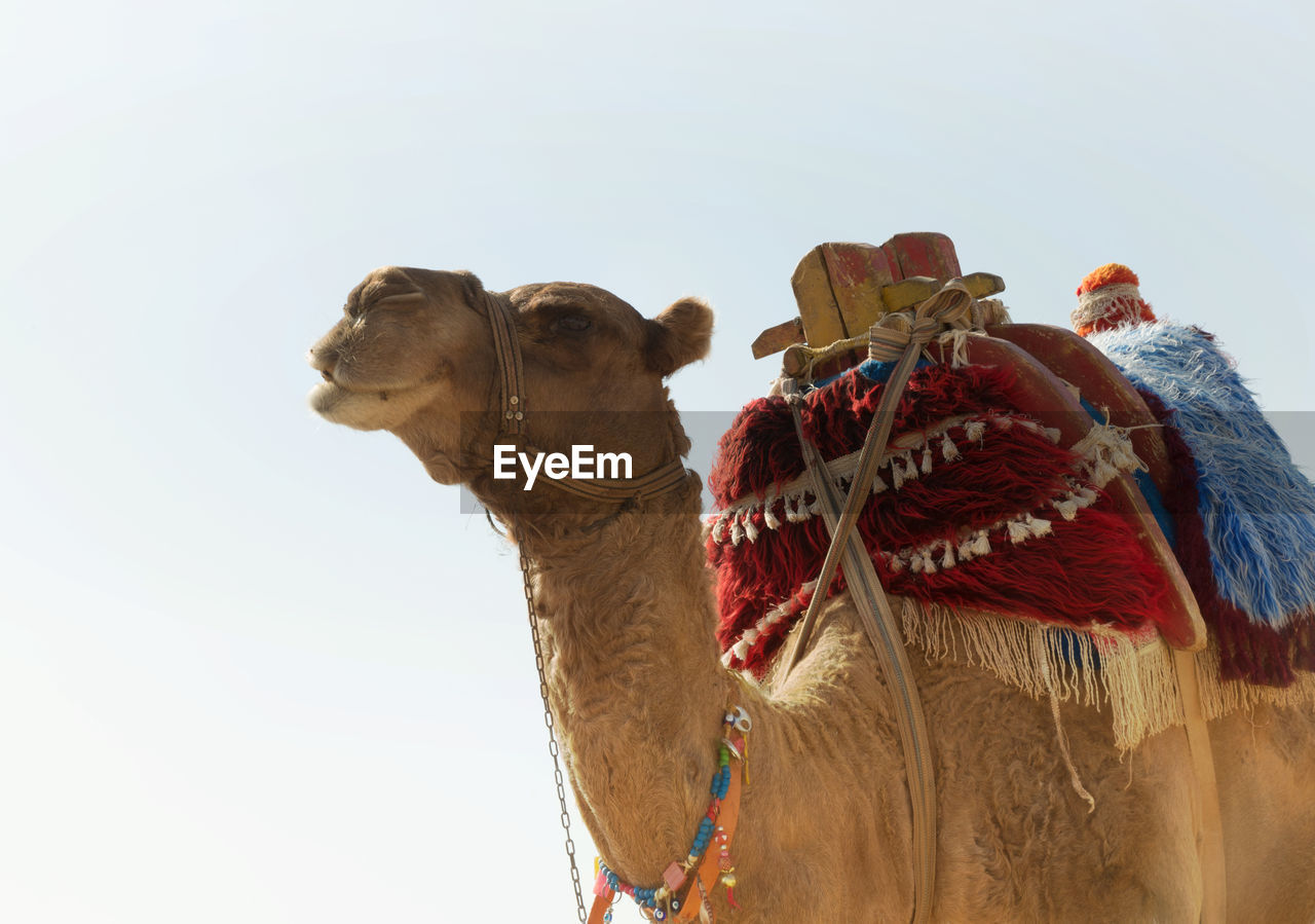 Low angle view of camel against clear sky