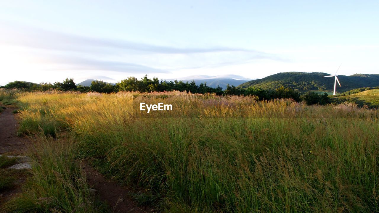 PLANTS GROWING ON LAND