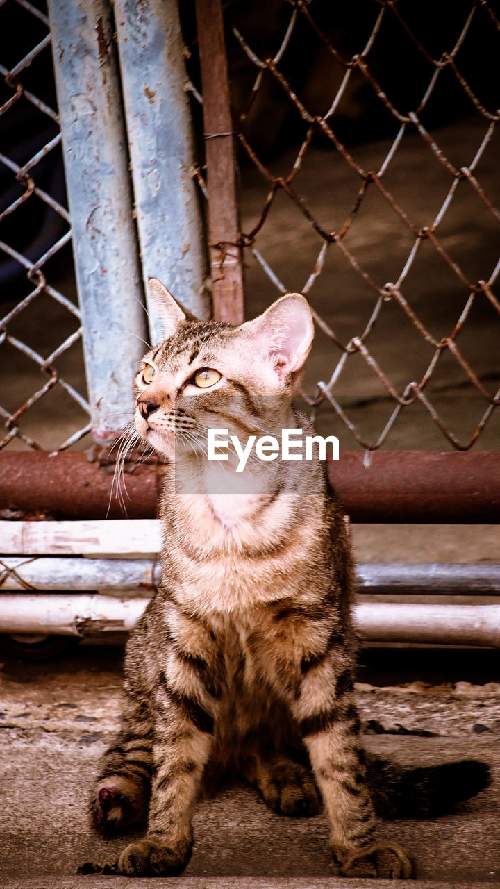 cat, animal themes, animal, mammal, pet, one animal, domestic animals, feline, domestic cat, whiskers, fence, felidae, small to medium-sized cats, no people, chainlink fence, tabby cat, sitting, carnivore, metal, looking, looking away, security