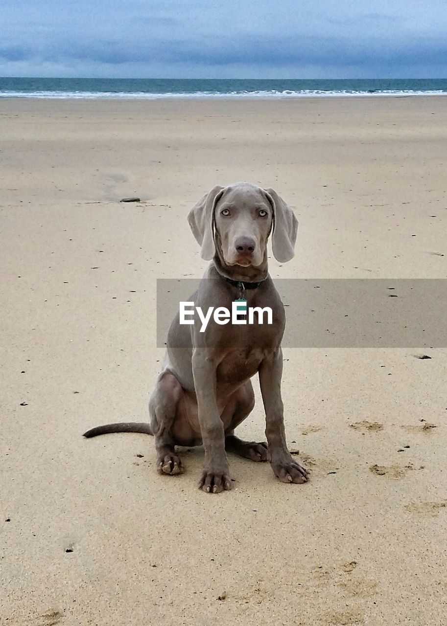 Portrait of dog sitting on beach against sky