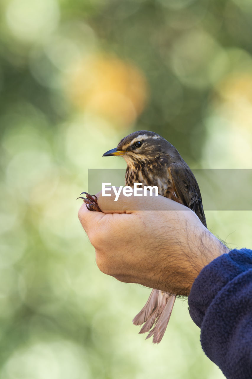 CLOSE-UP OF HAND HOLDING BIRD PERCHING ON FINGER OF PERSON