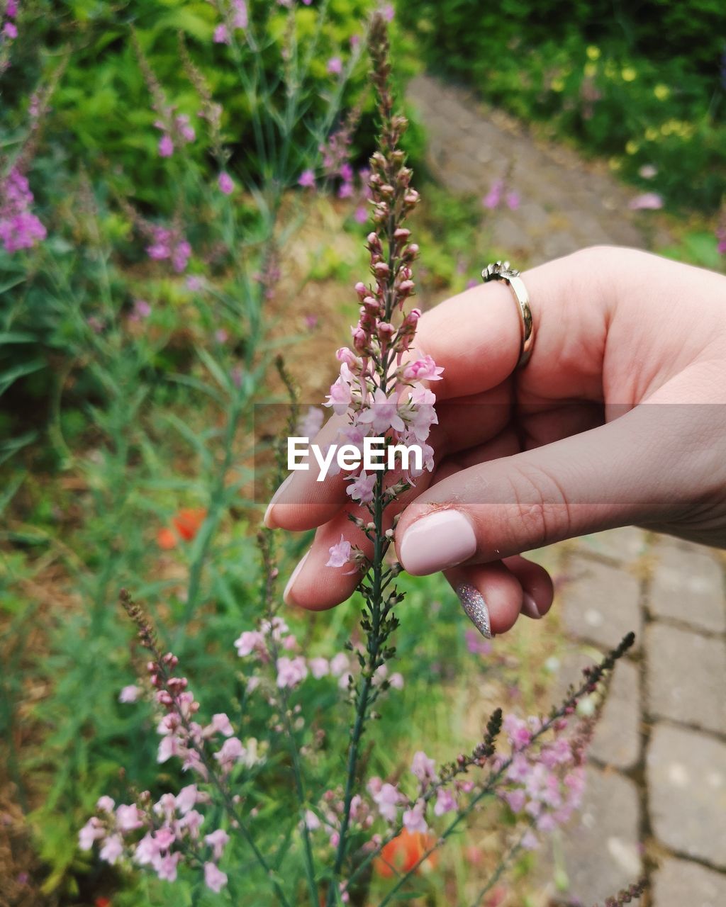 Close-up of hand holding purple flowering plant