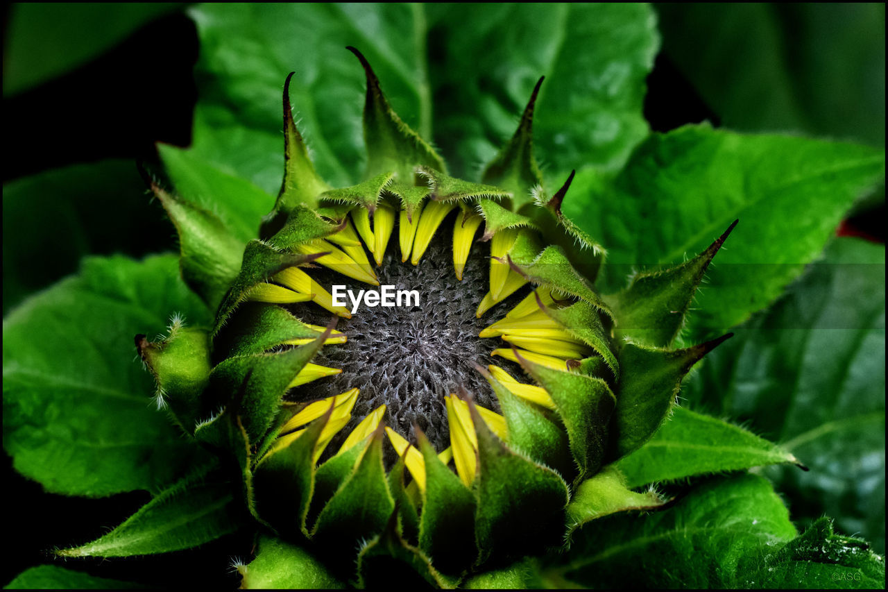 Close-up of yellow flowering plant