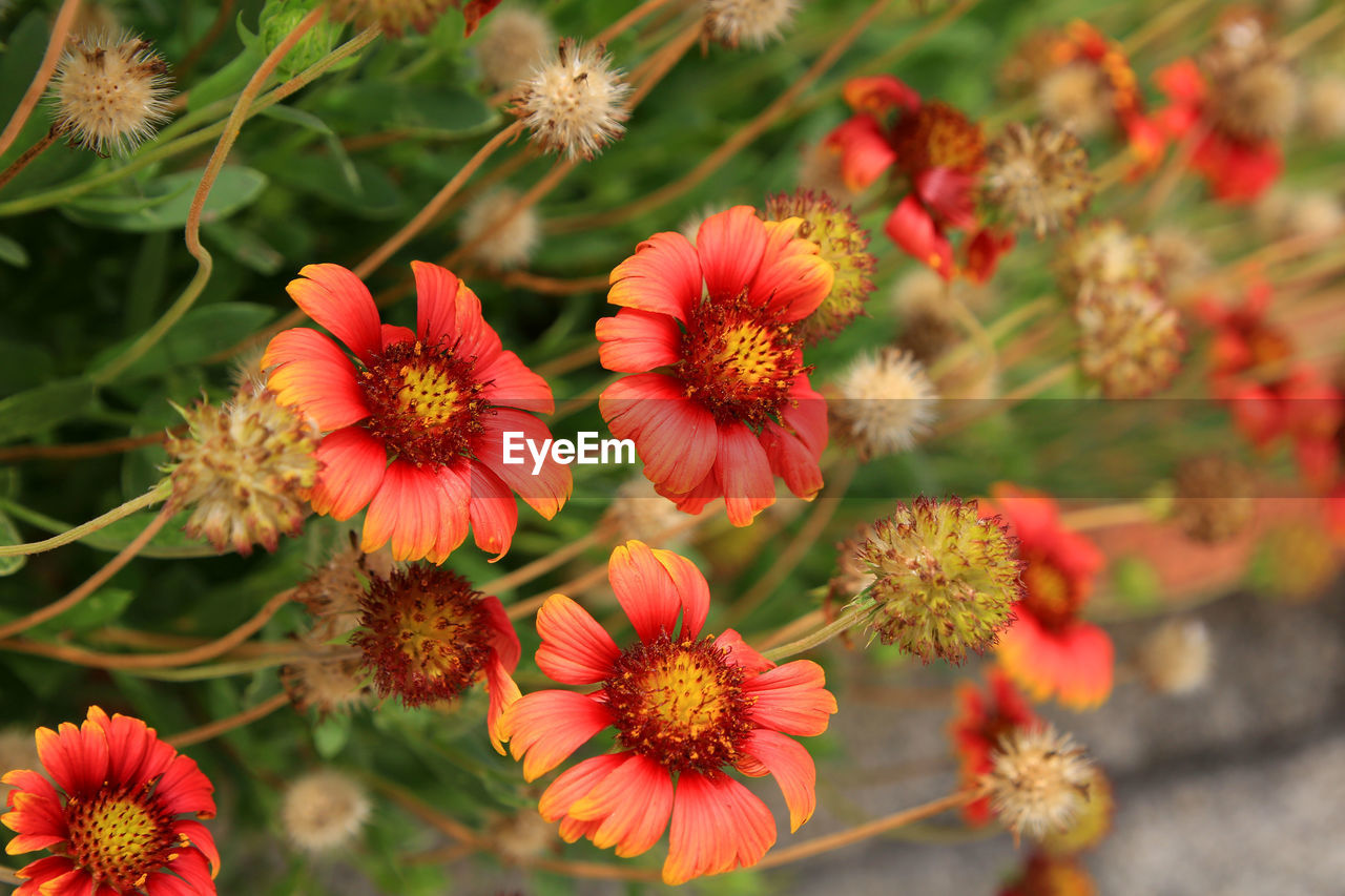 CLOSE-UP OF RED FLOWERING PLANT