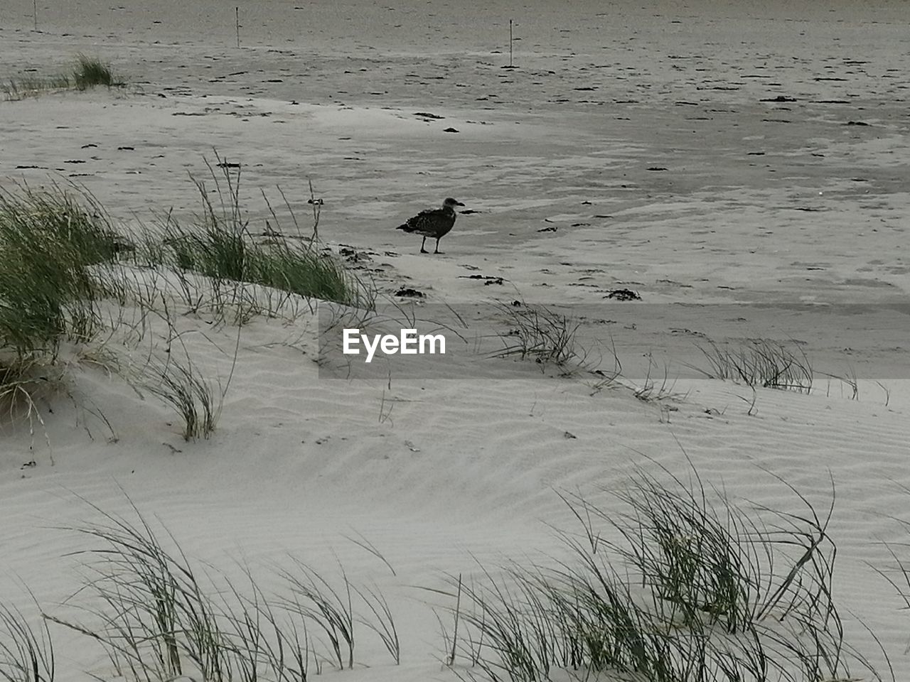 HIGH ANGLE VIEW OF BIRD ON SAND AT BEACH