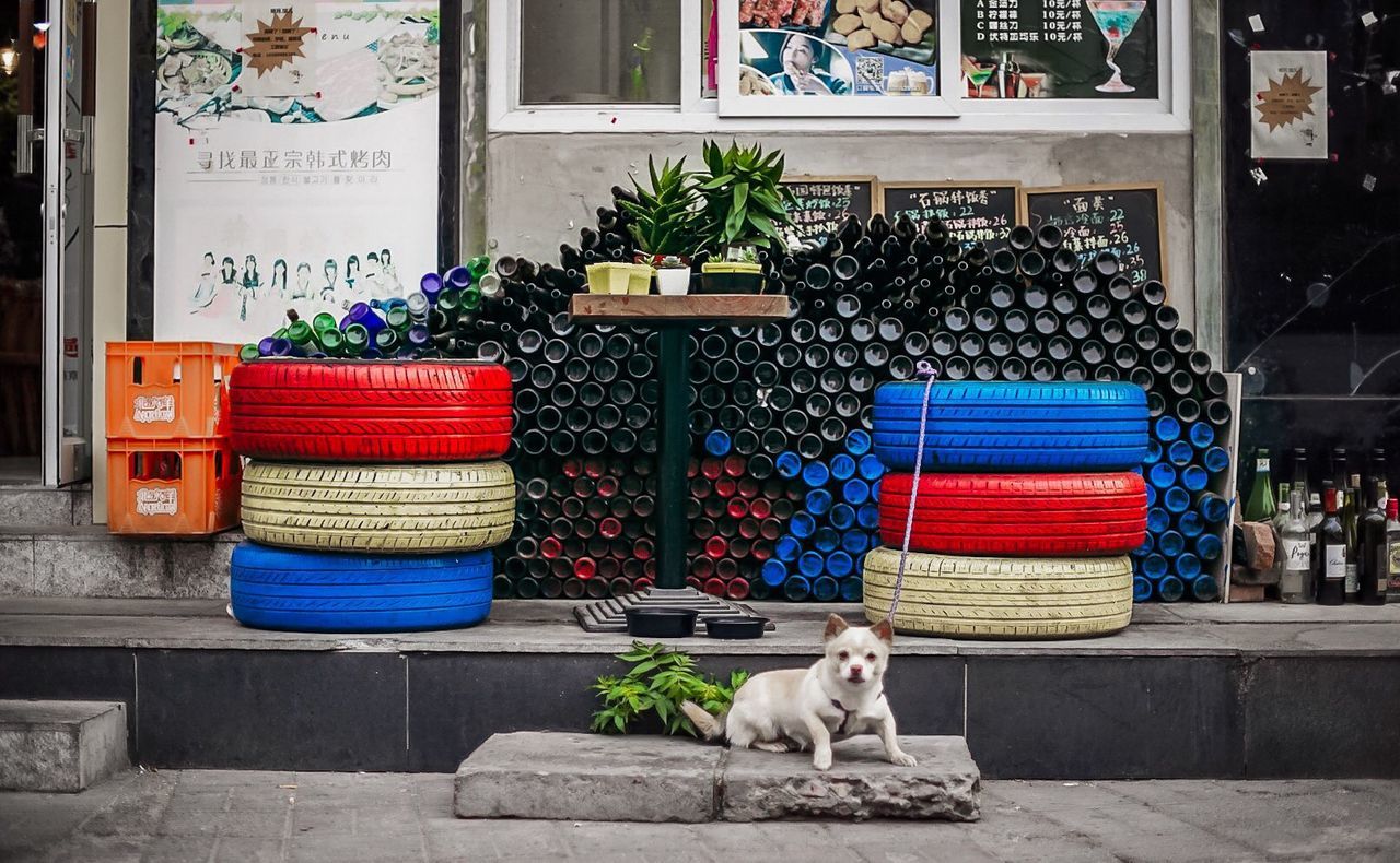 CAT IN MULTI COLORED SHOP