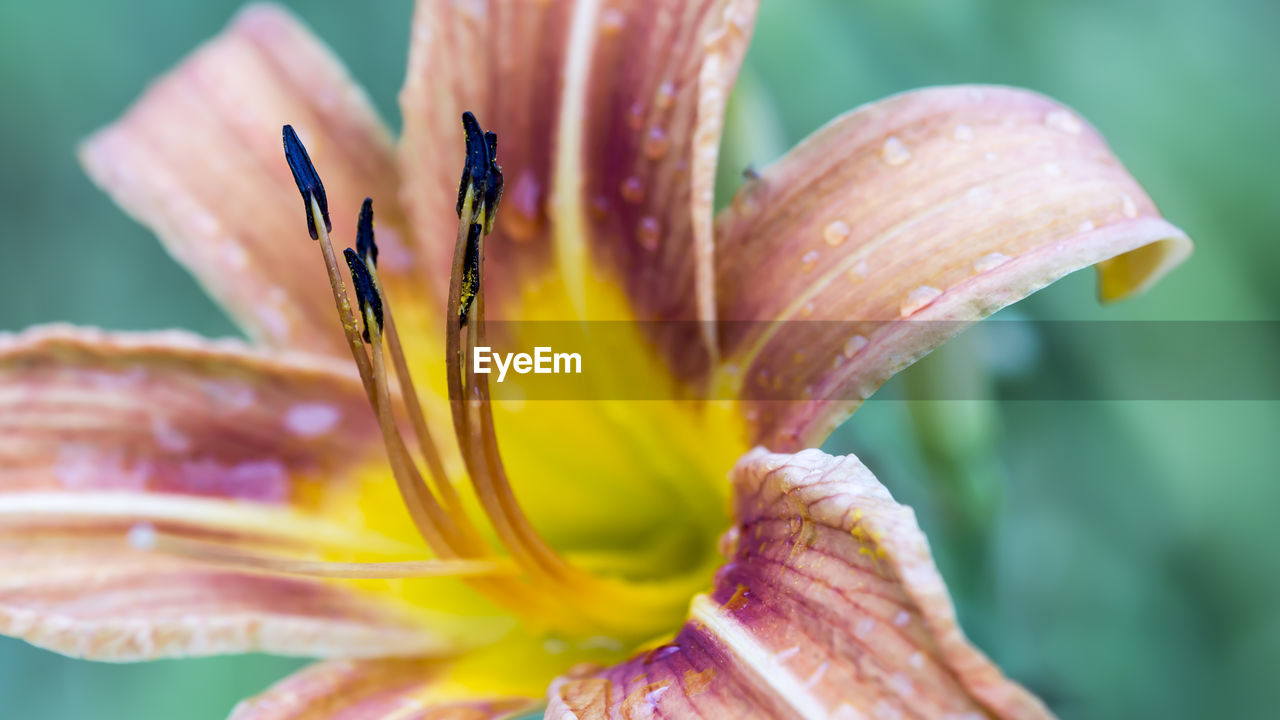 Macro shot of water drops on lily