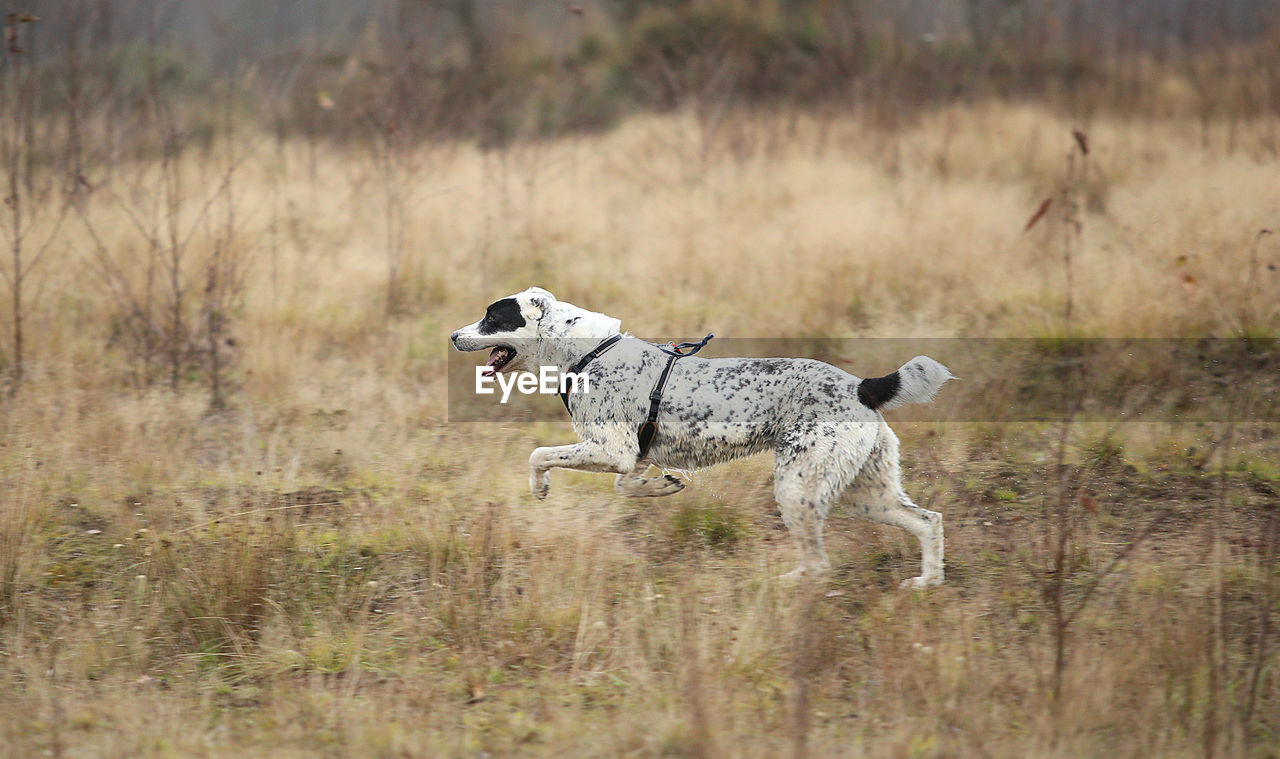 DOG RUNNING IN FIELD