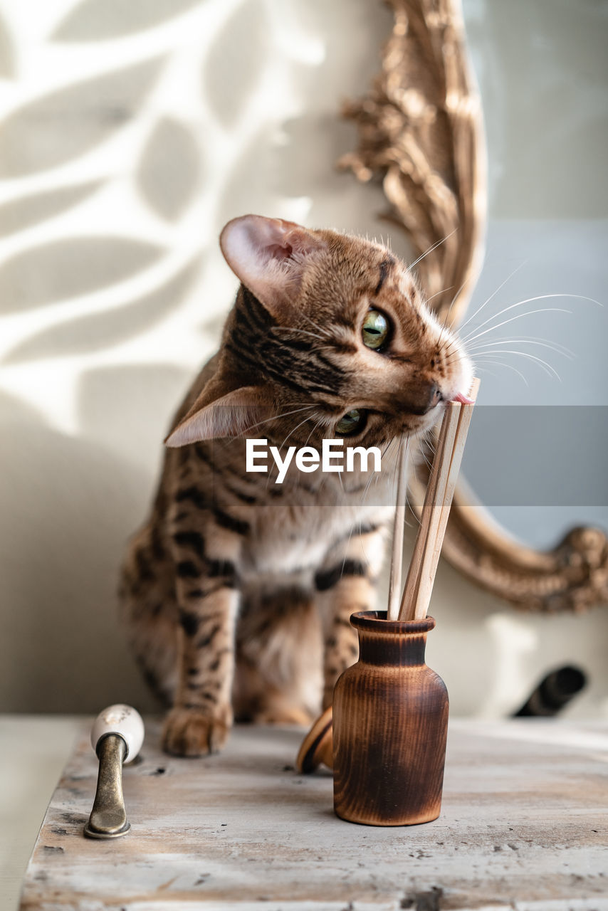 Wooden aroma diffuser with chopsticks a bengal cat is trying to eat against the background of the mirror