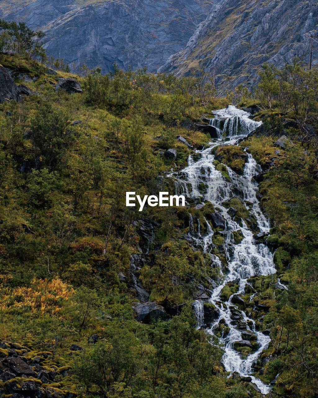 Scenic view of stream in forest