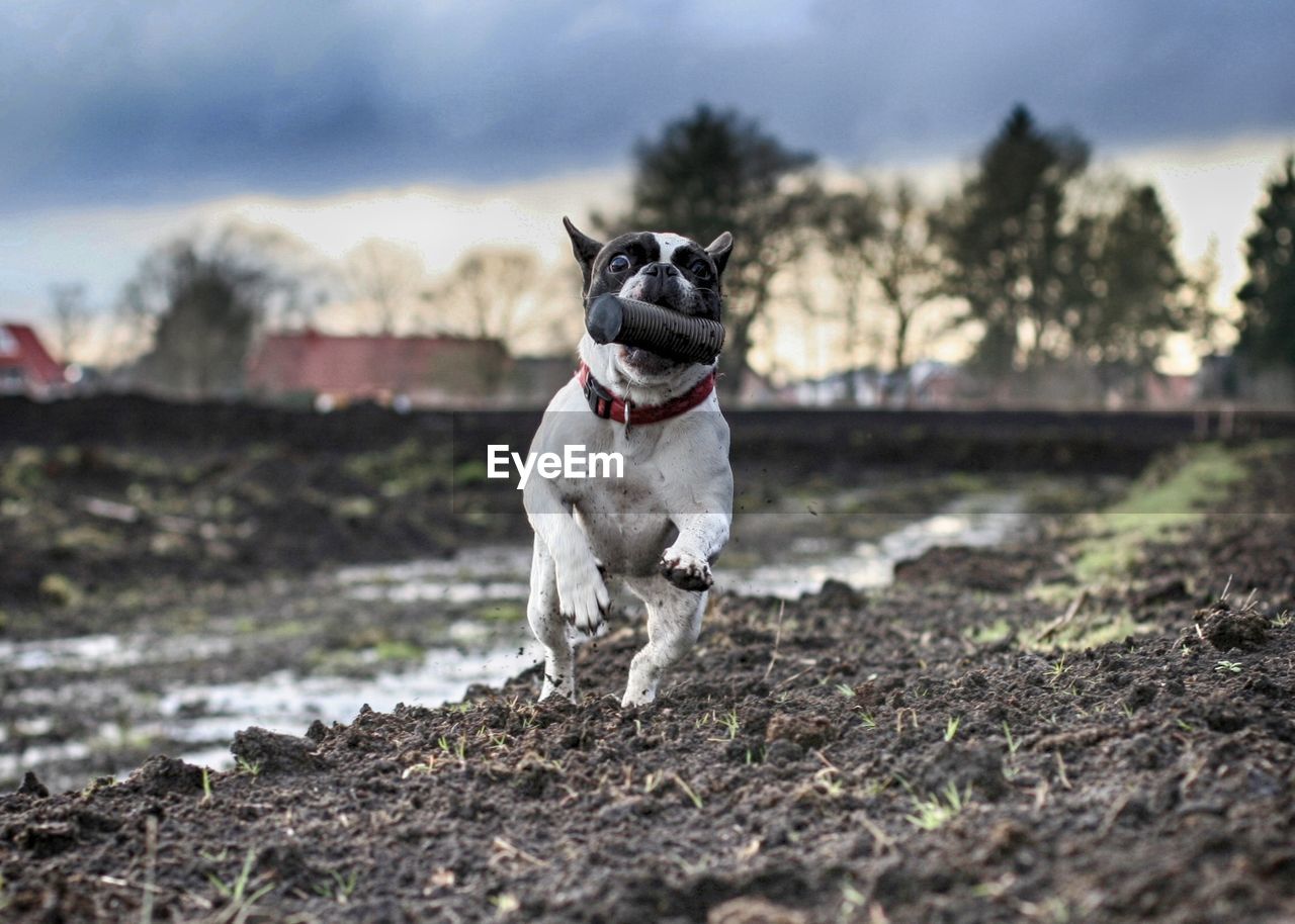 Playful french bulldog running on field