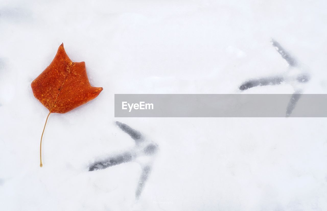 HIGH ANGLE VIEW OF SNOW COVERED LEAVES ON LAND