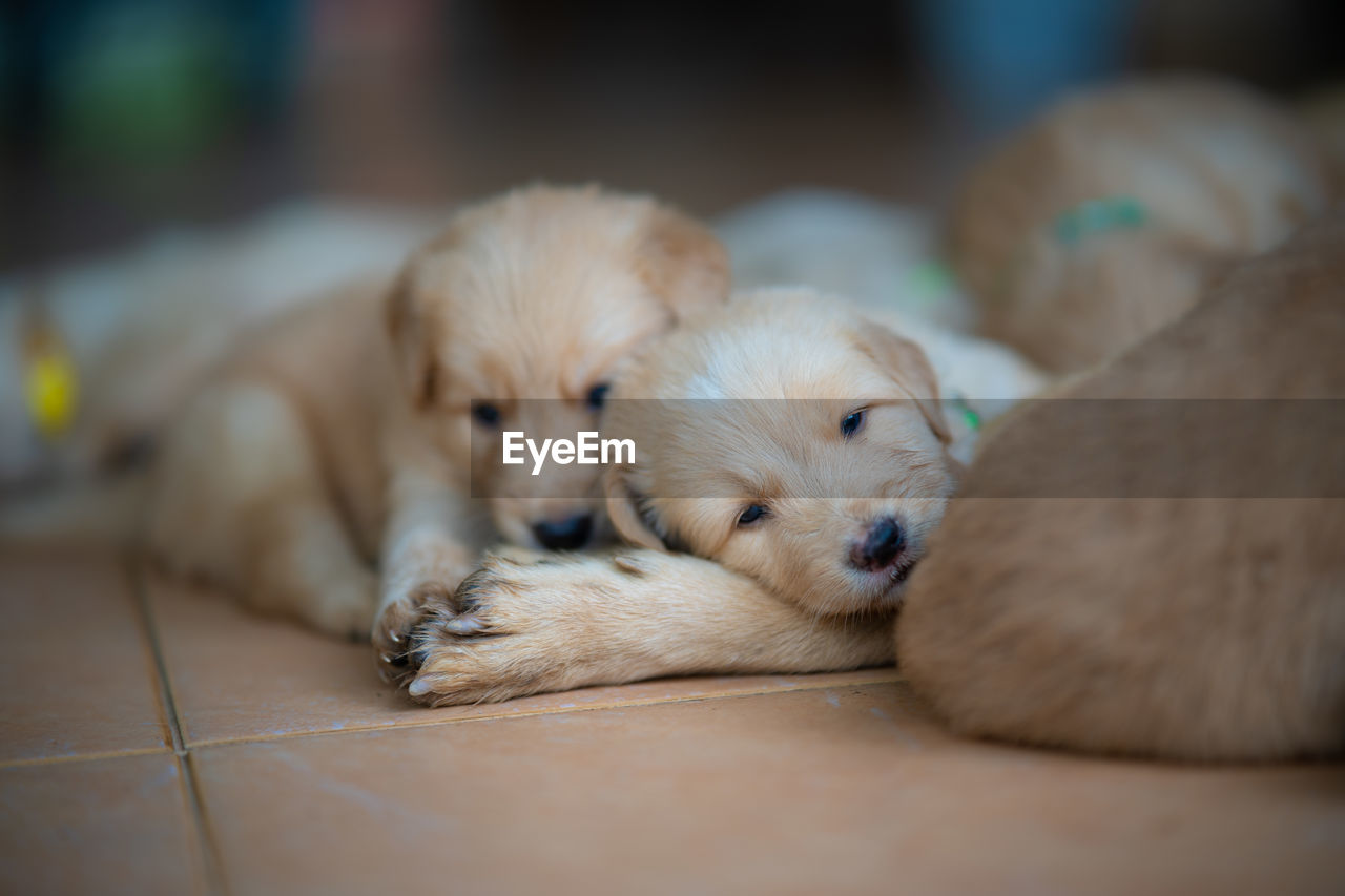 Close-up of a dog sleeping on floor