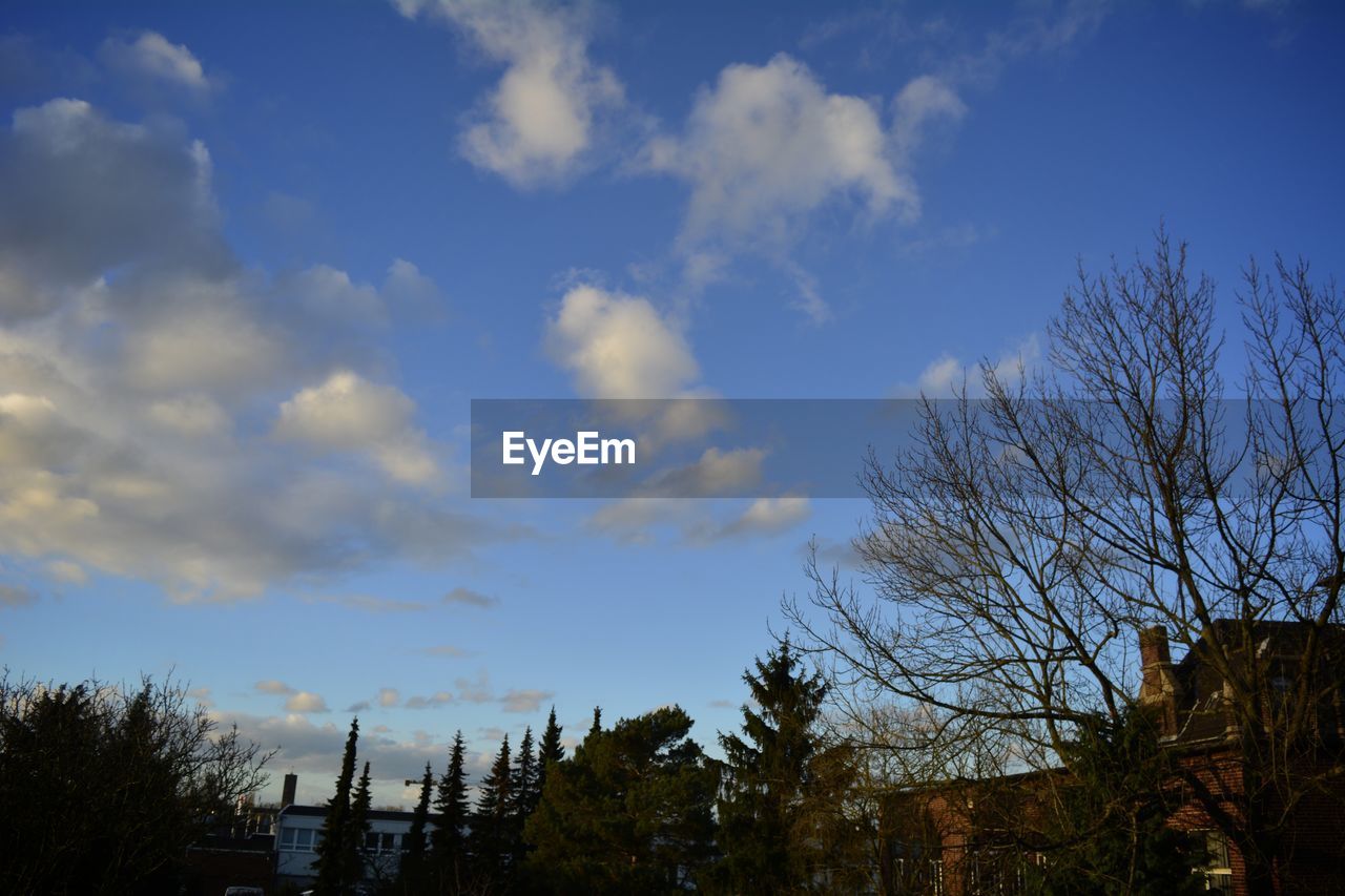 LOW ANGLE VIEW OF TREES AGAINST CLOUDY SKY