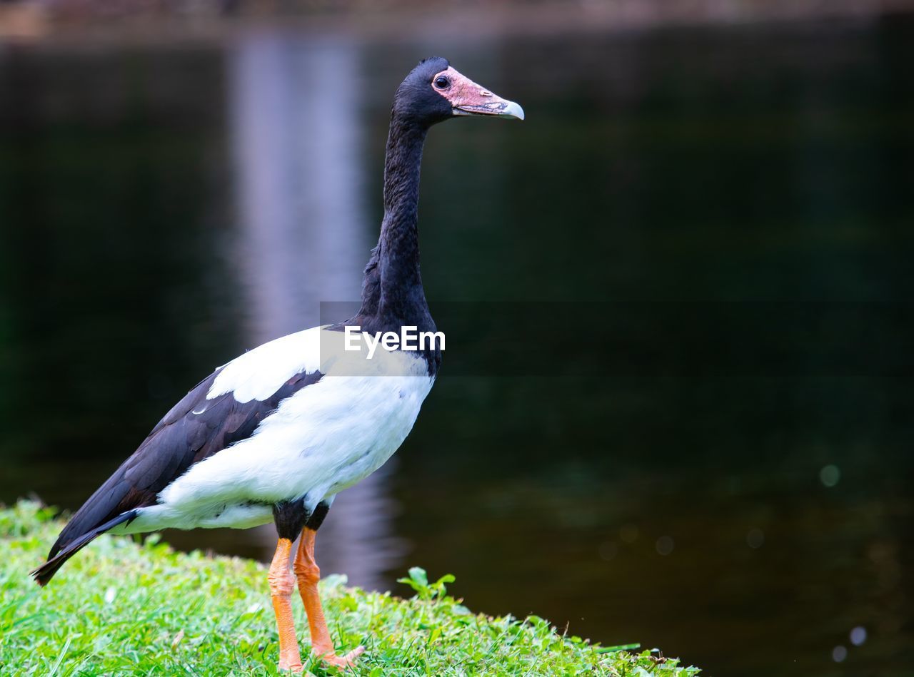 CLOSE-UP OF A BIRD PERCHING ON A LAND