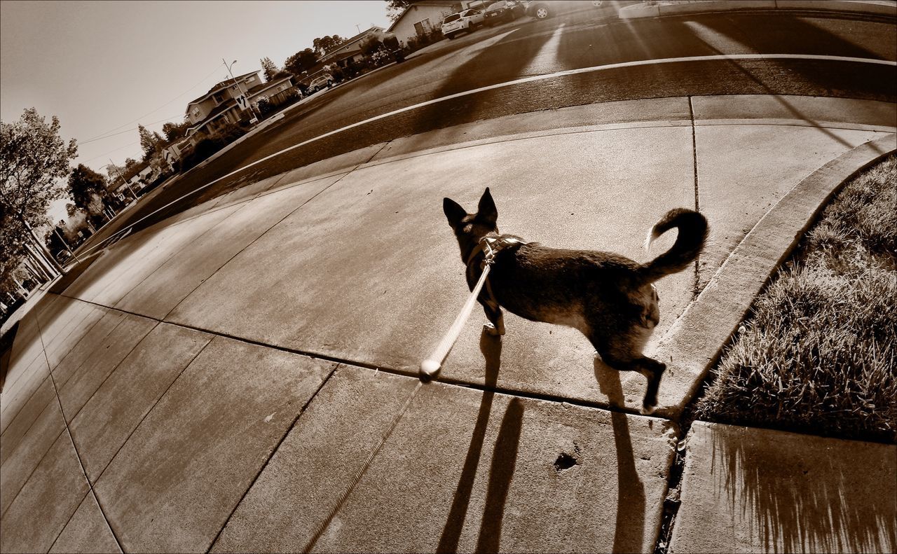 High angle view of dog walking on footpath