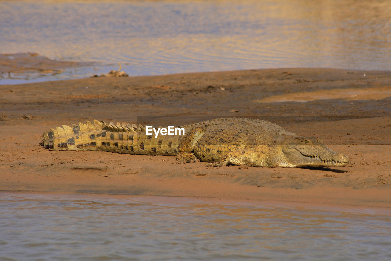 Nile crocodile in selous game reserve